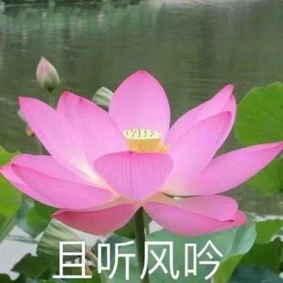 道友请留步熊猫玩客户端下载